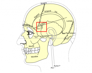 Pterion